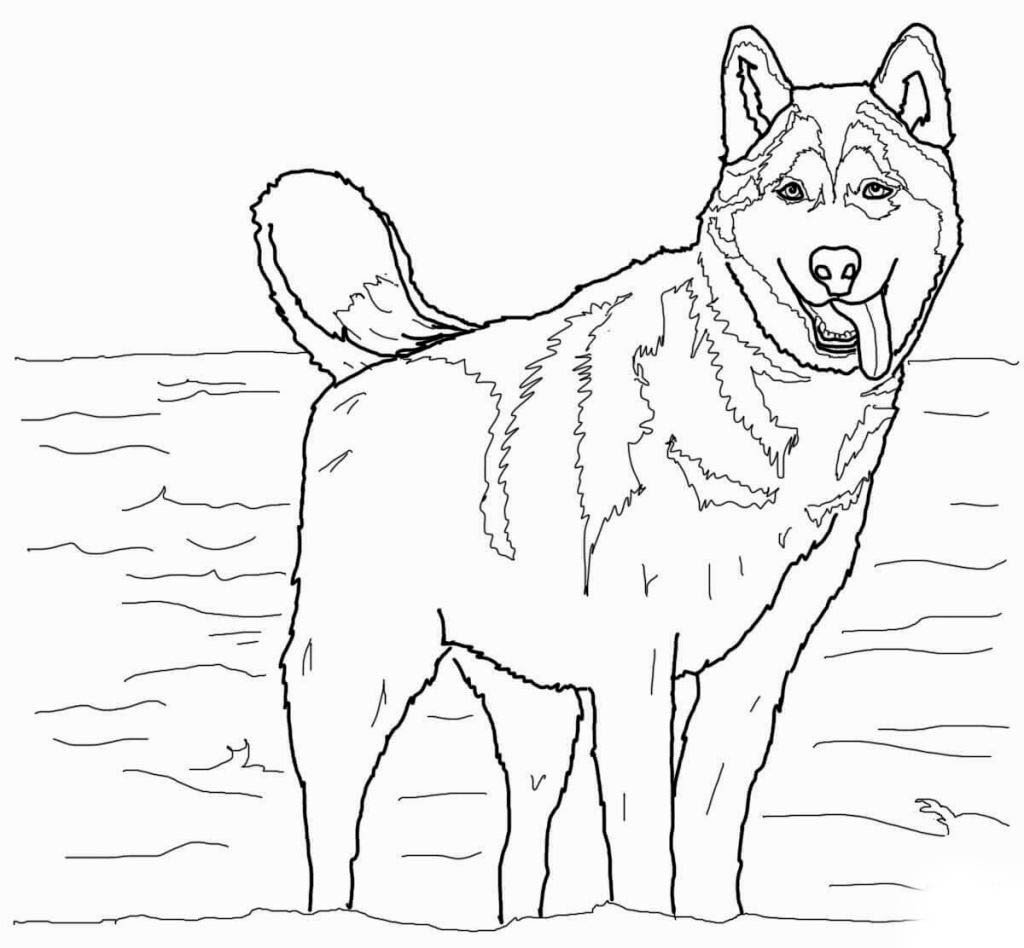 Лошади на природе