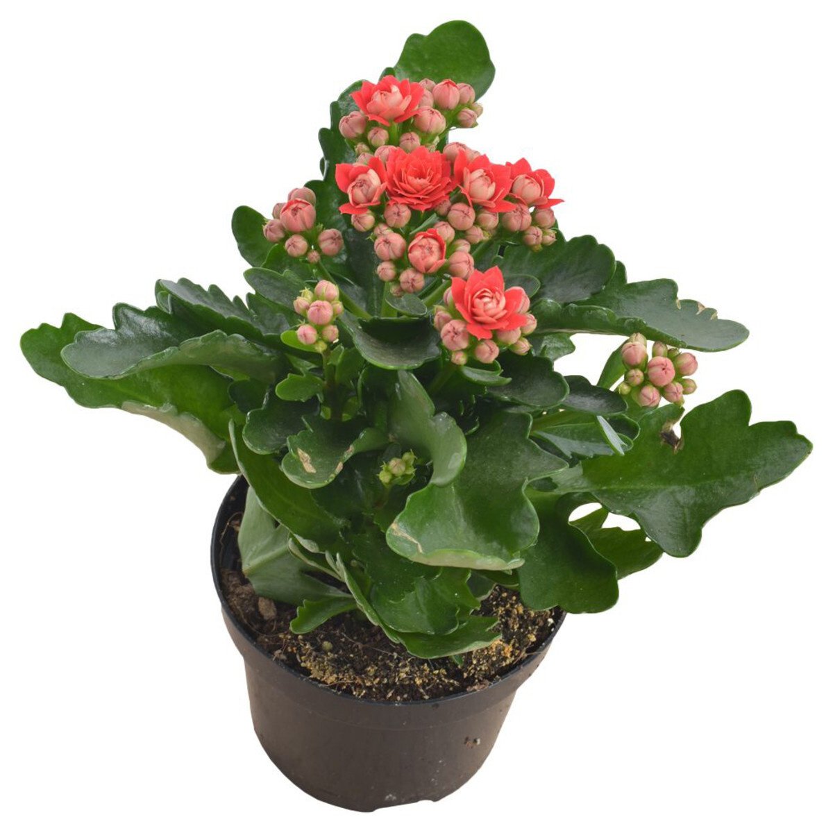 Каланхоэ трубкоцветный