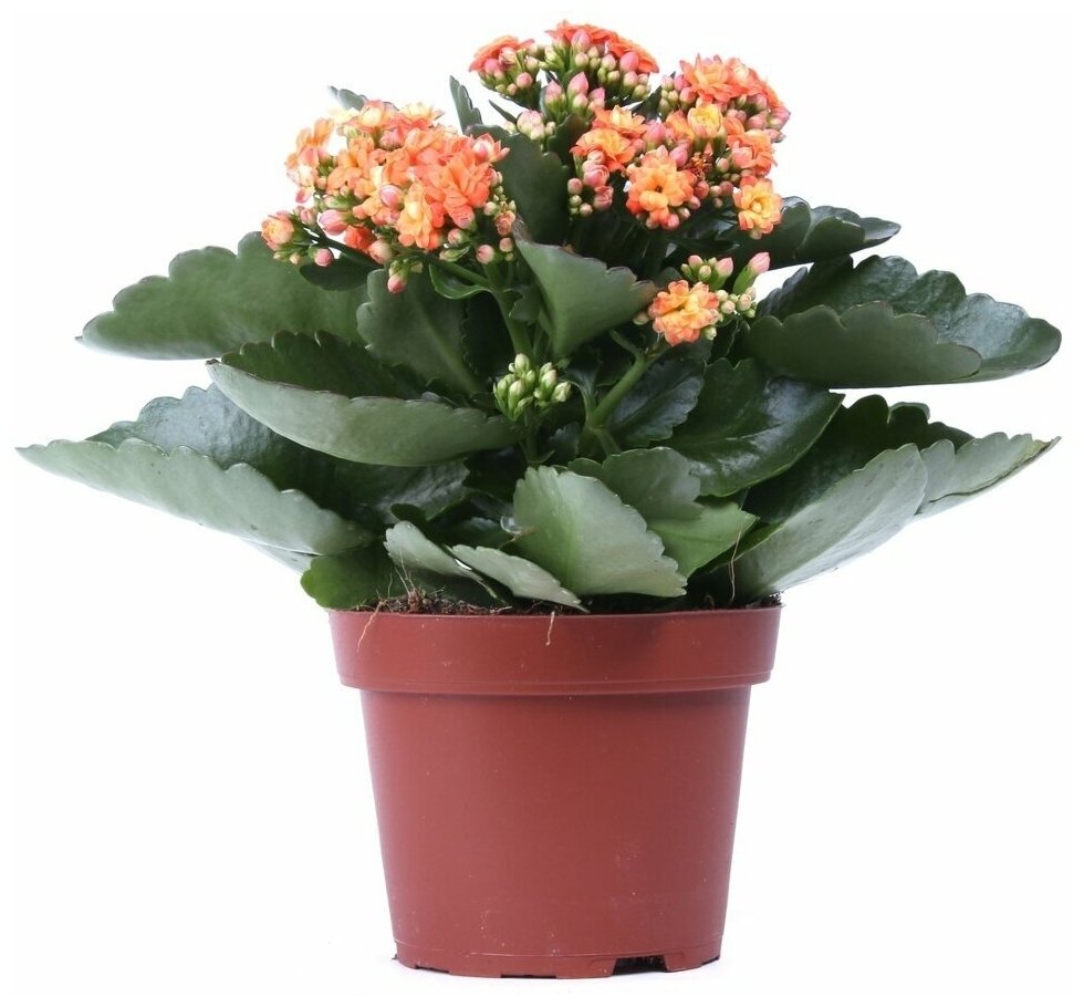 Каланхоэ Дегремона, Блоссфельда