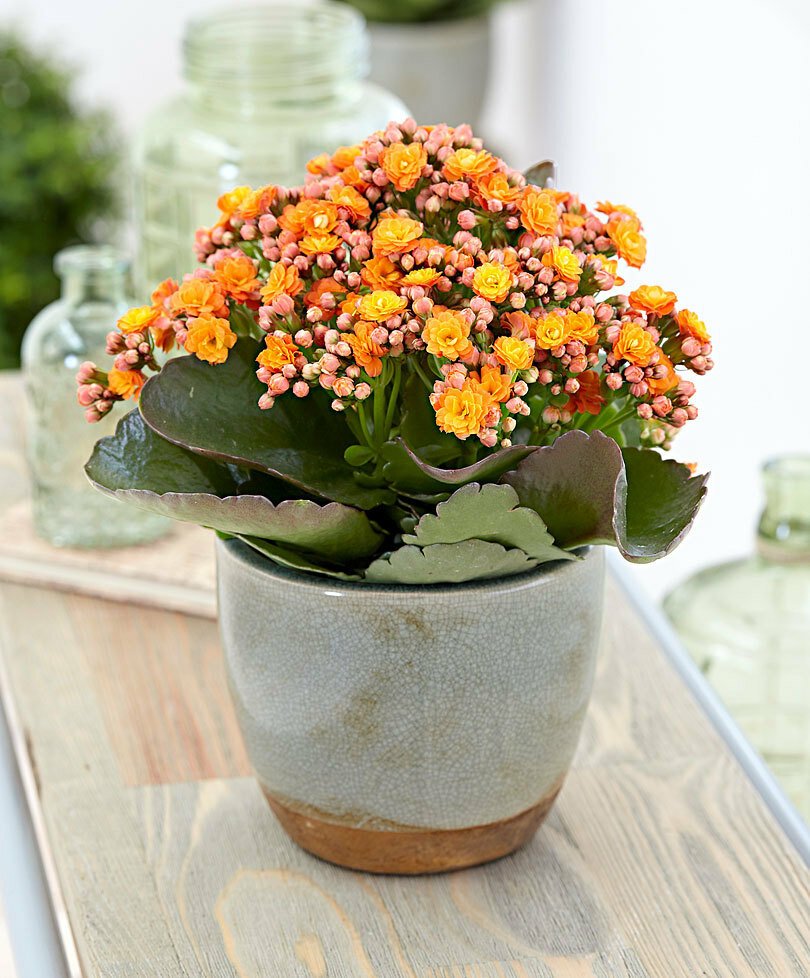 Каланхоэ Долли