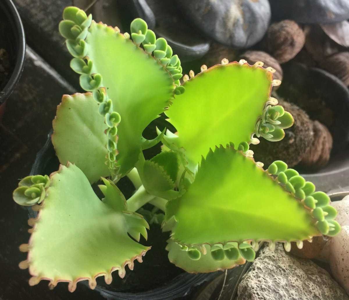 Каланхоэ Блоссфельда каландива