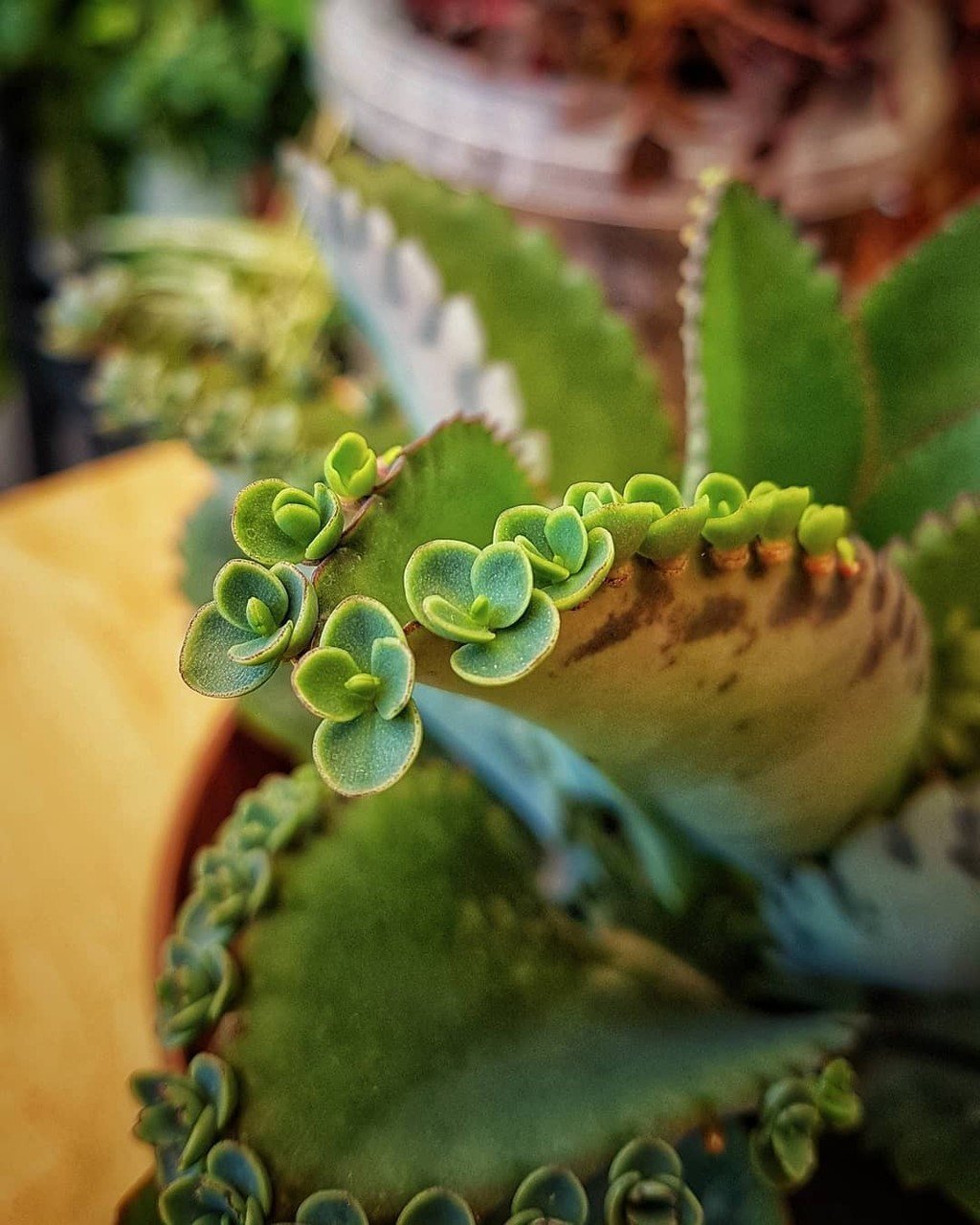 Каланхоэ каландива обои