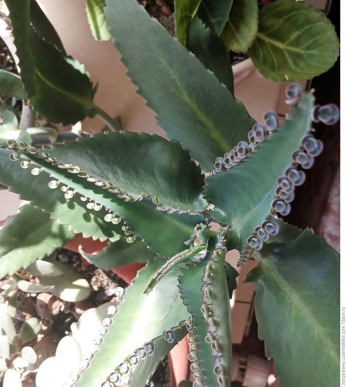 Каланхоэ Дегремона сок