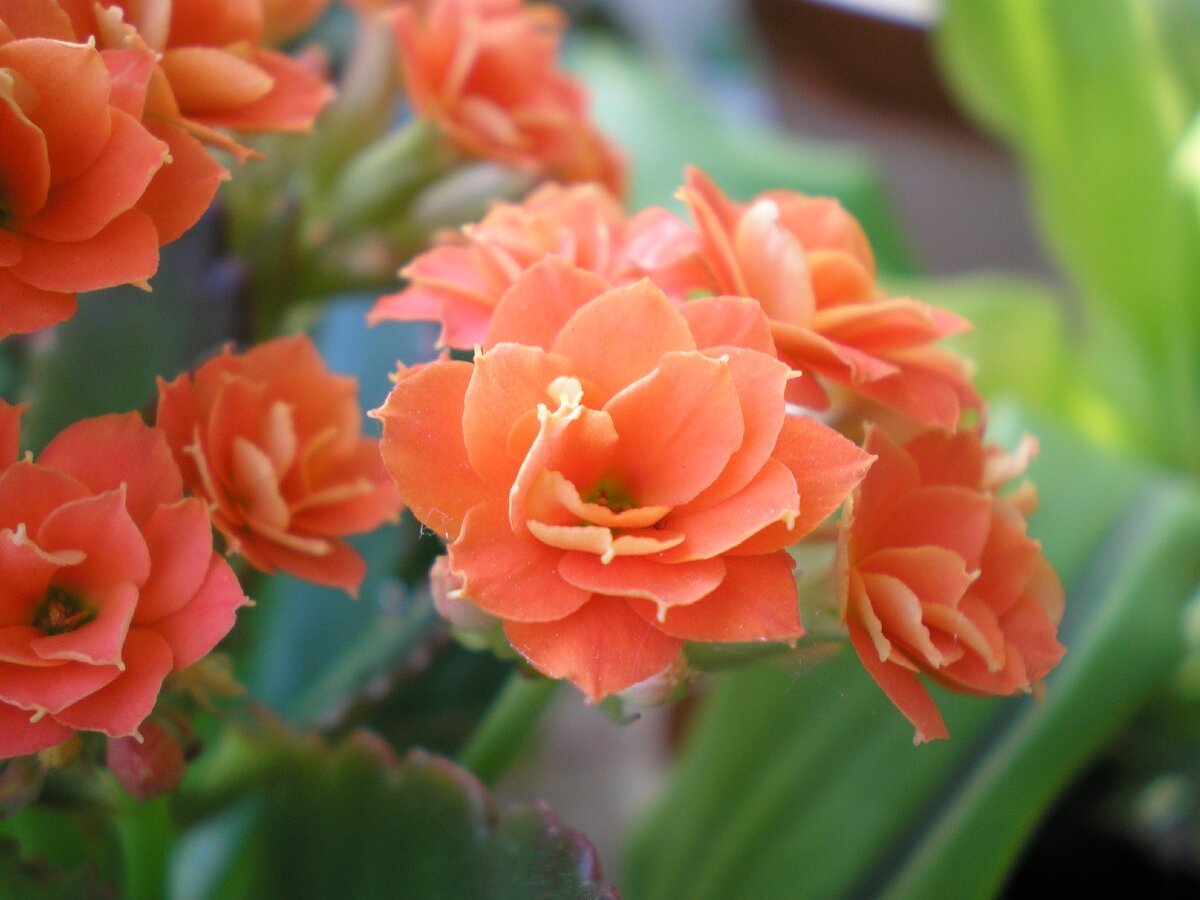 Kalanchoe pumila