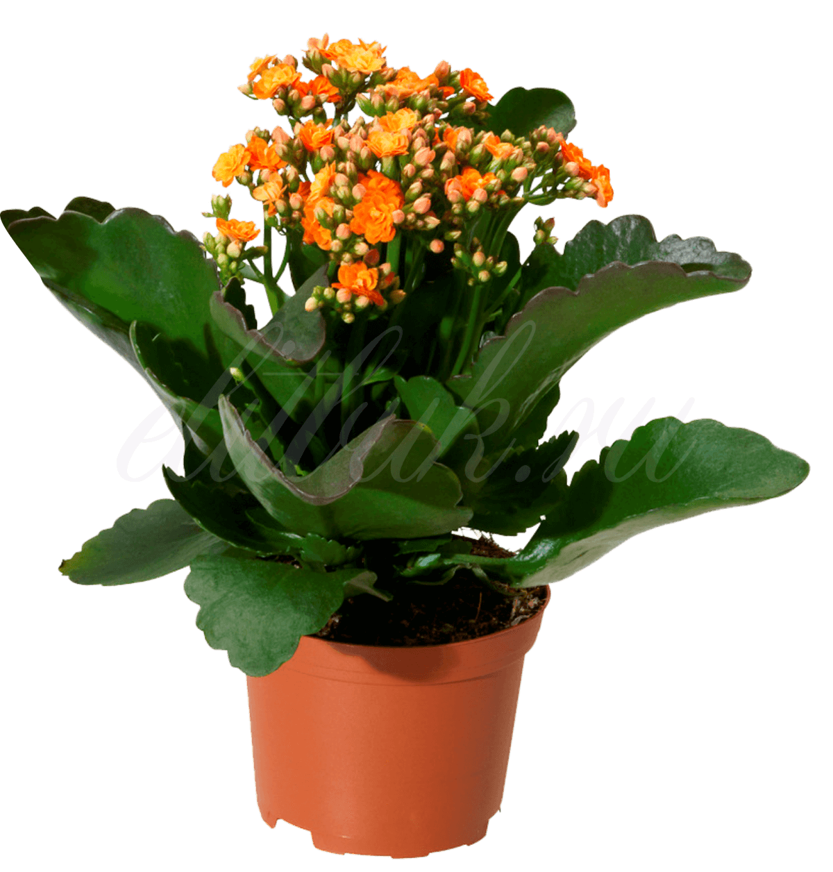 Каланхоэ Цветущий