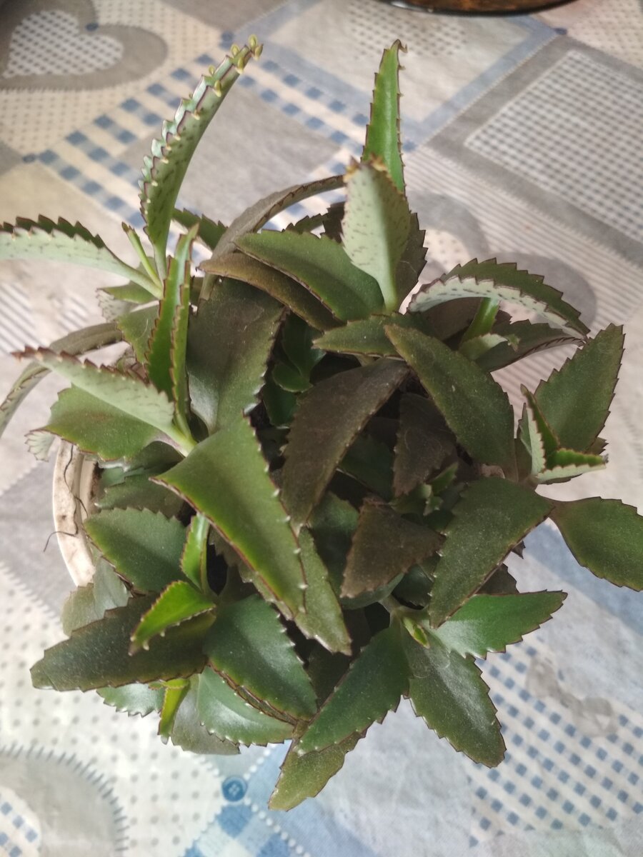 Бриофиллум Дегремона