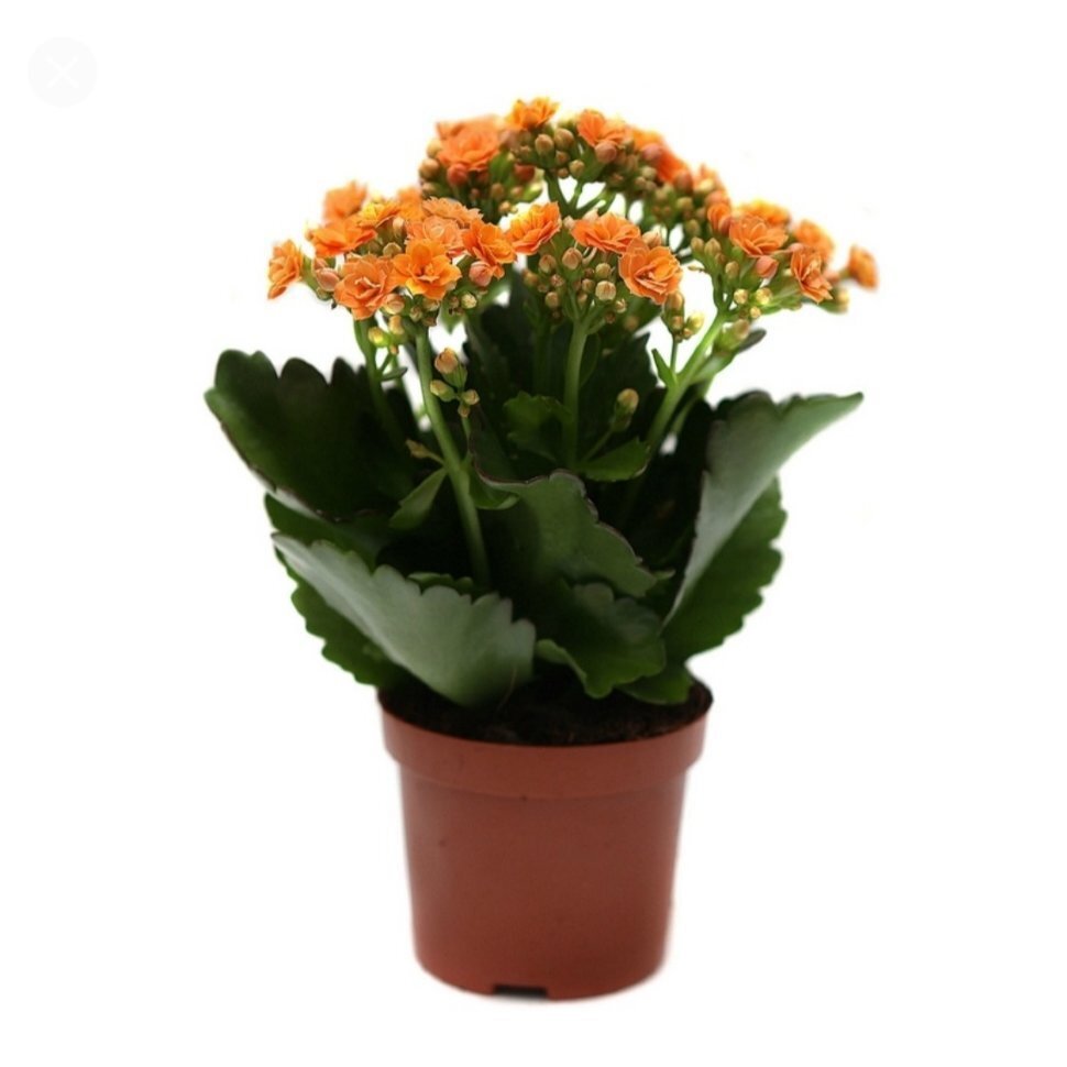 Каланхоэ суккулент