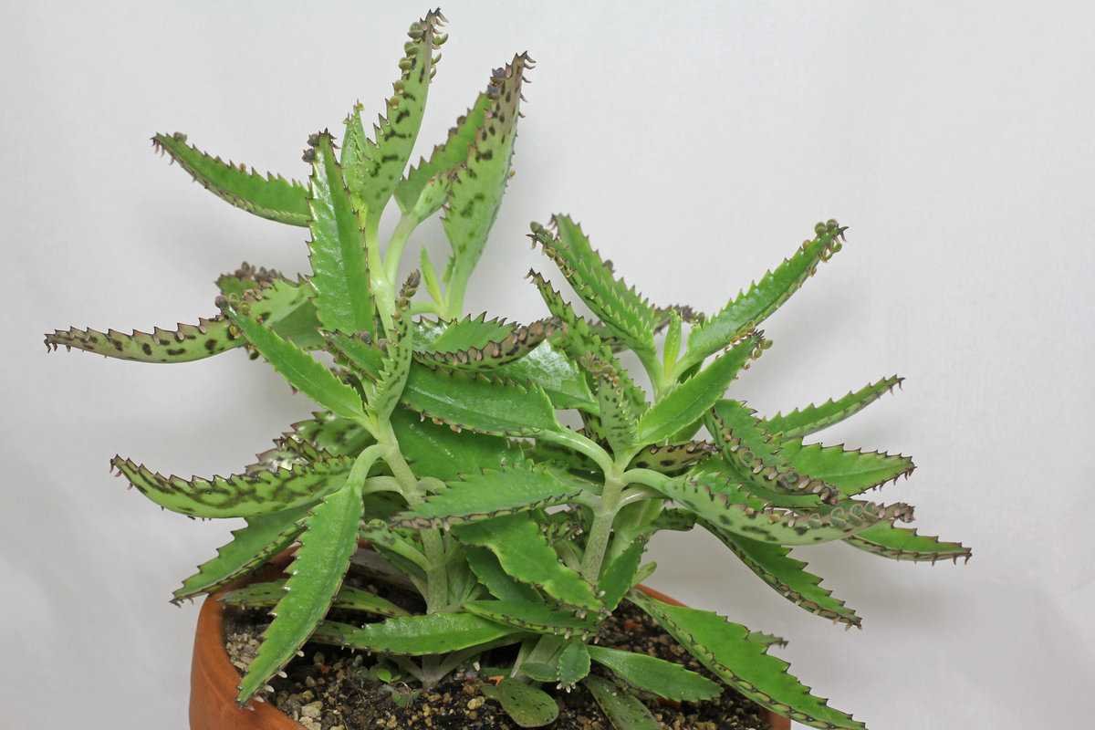 Каланхоэ пильчатолистное (Kalanchoe serratifolium)