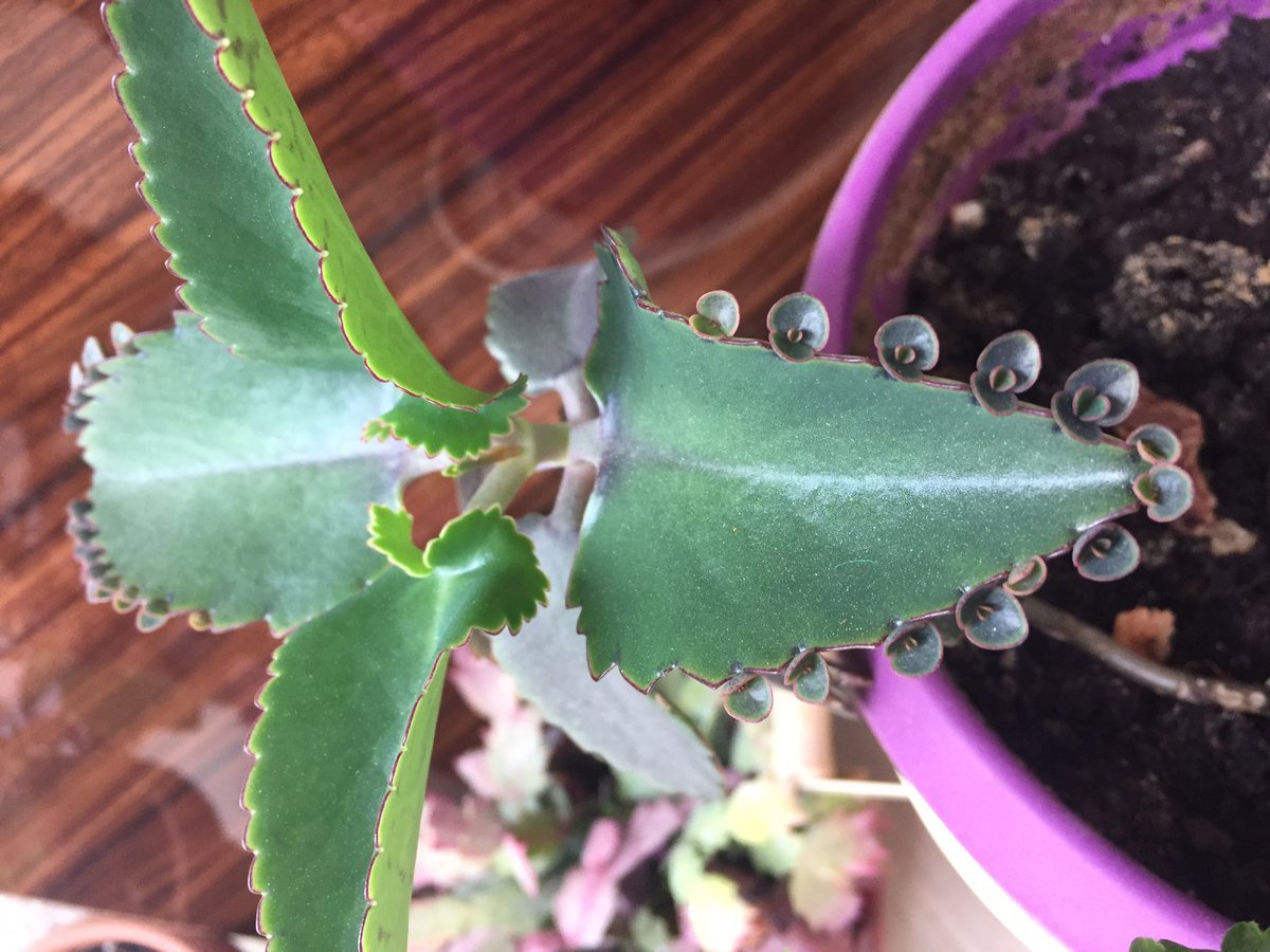 Каланхоэ броссельфельда