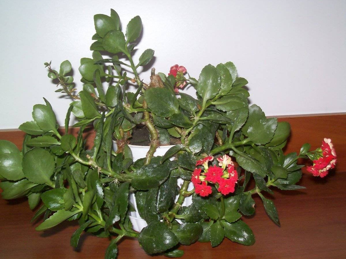 Каланхоэ Вивьен (Kalanchoe Vivien)