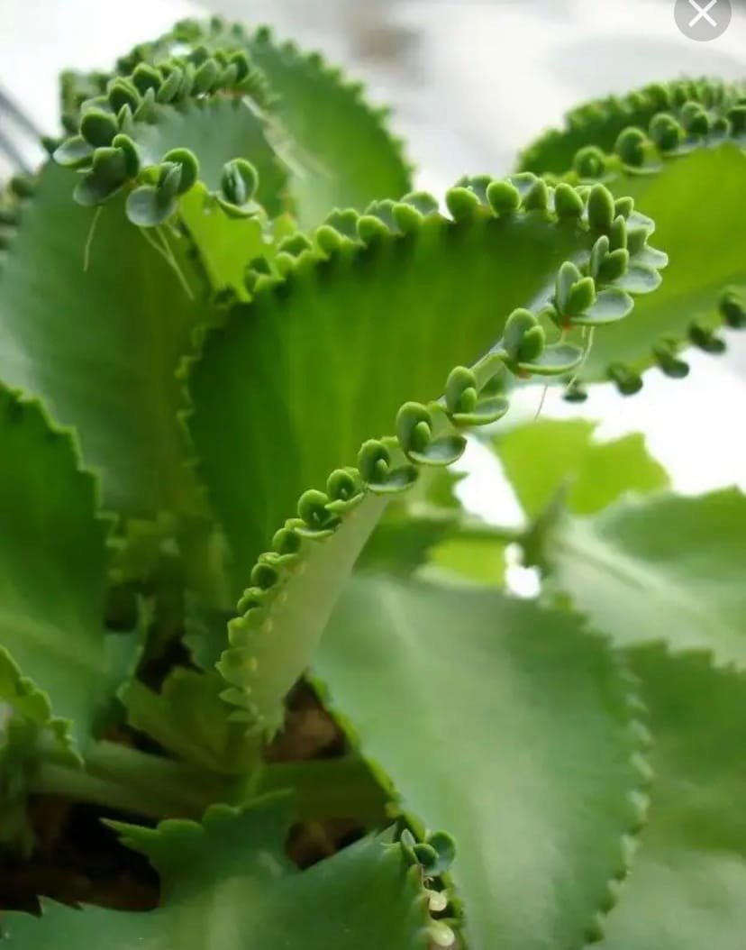 Каланхоэ в горшке на белом фоне