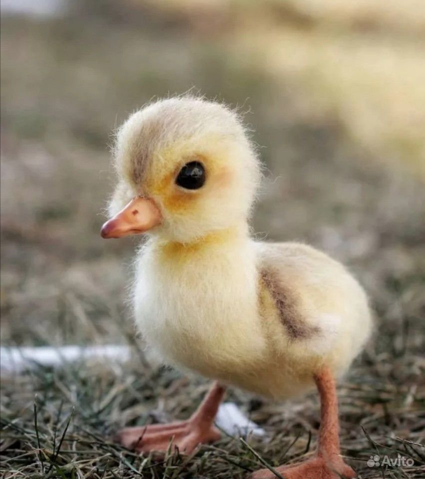 Утята и гусята