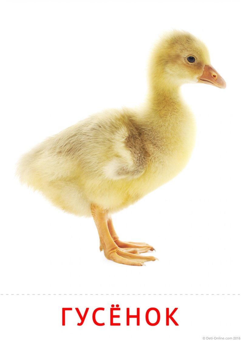 Карточки Домана гусенок