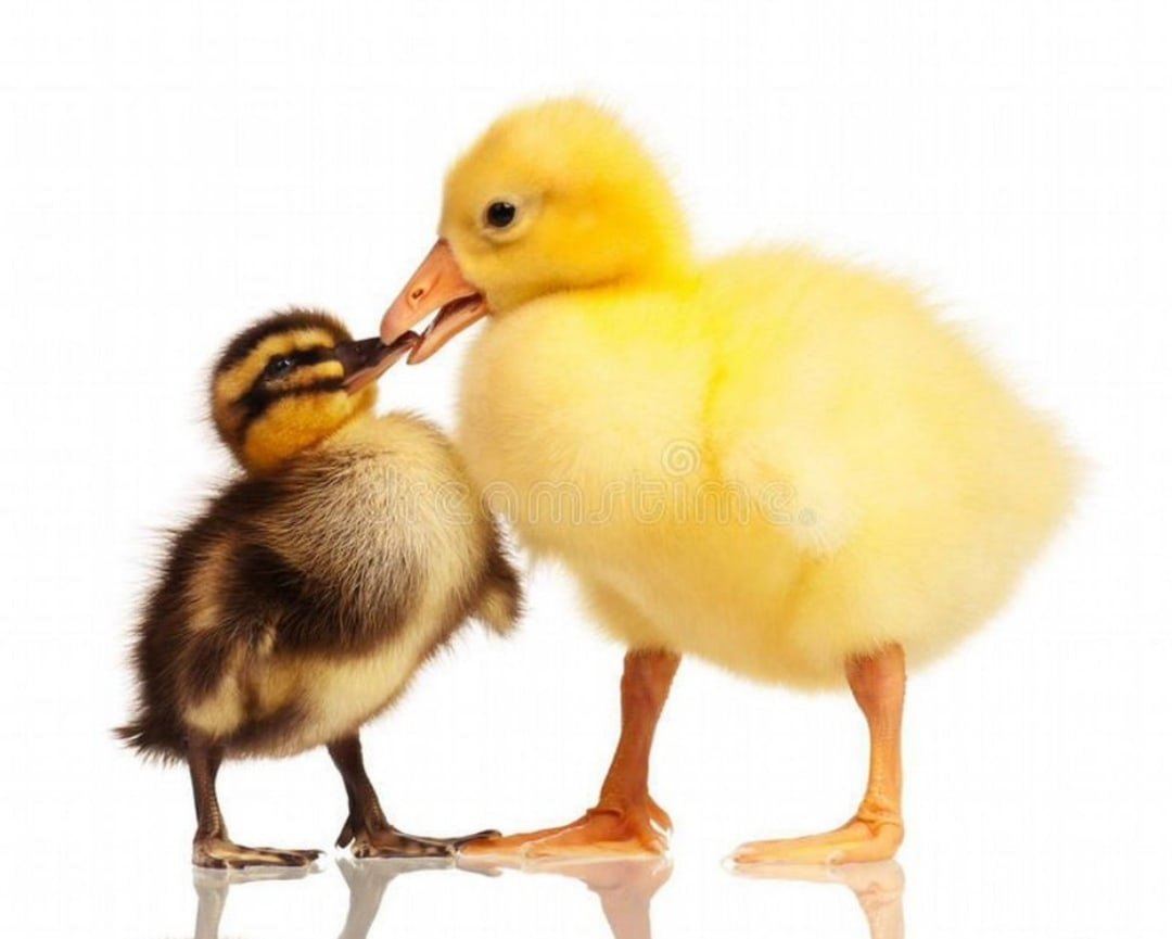 Гусь вид сбоку