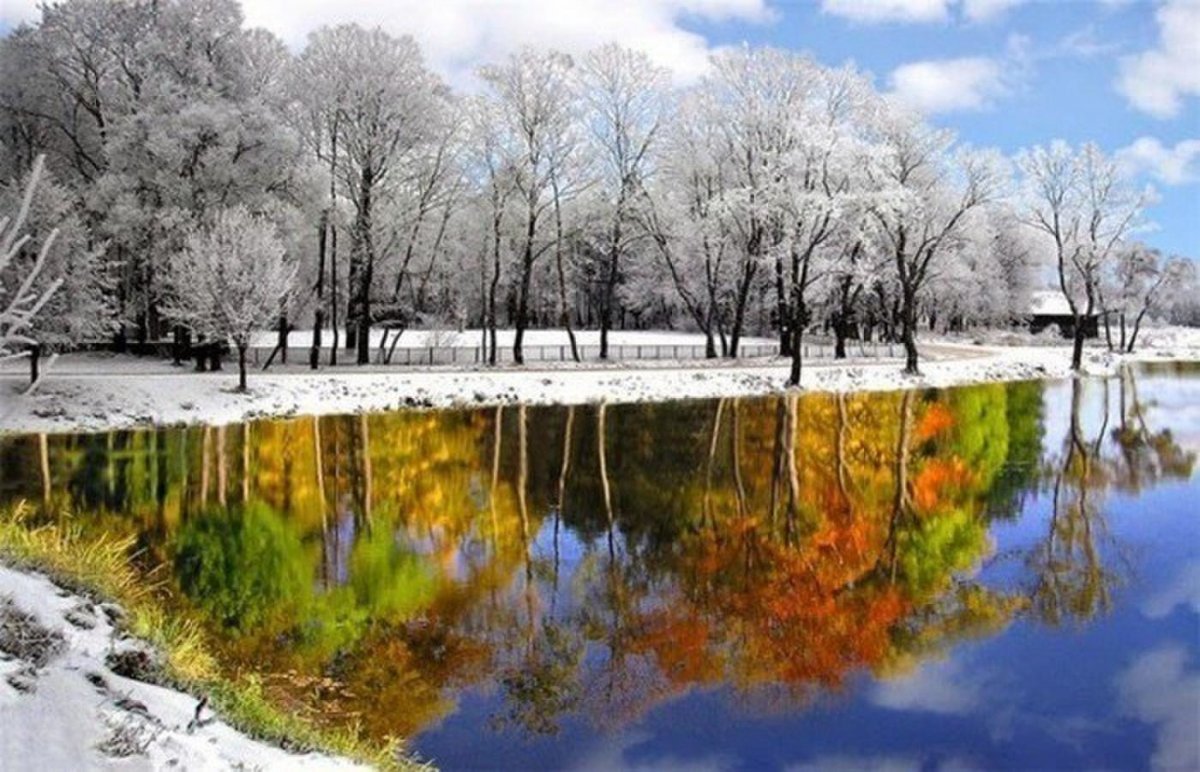 Цветущая Ранетка