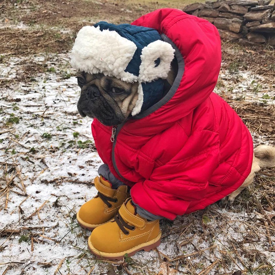 Холод собачий