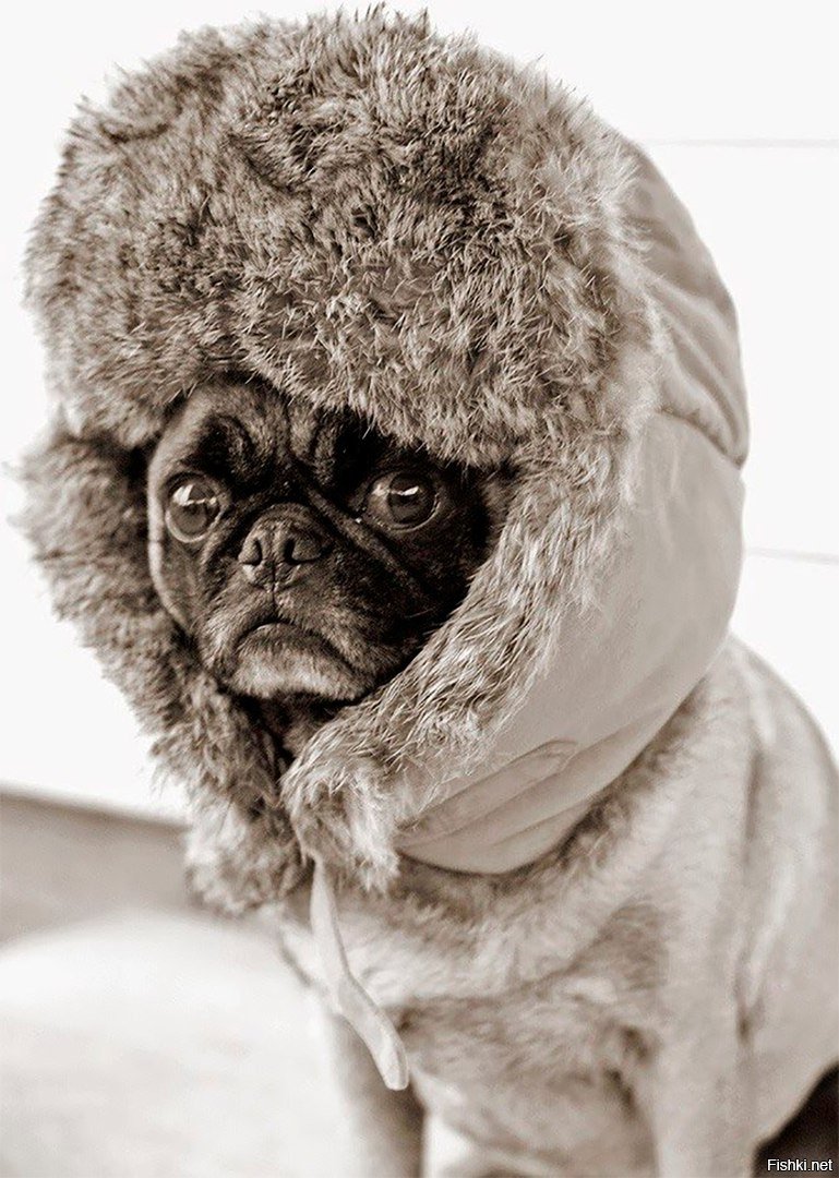 Комбинезон для кота