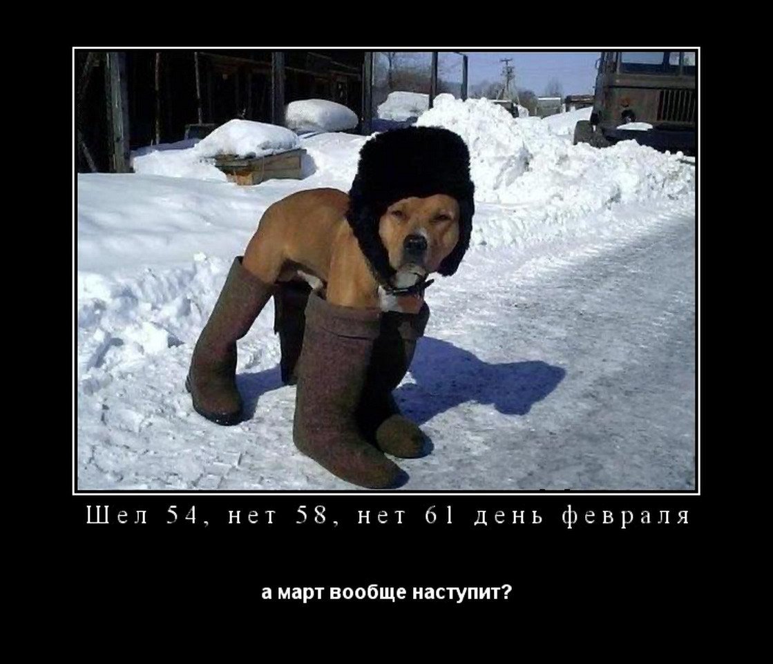 Кот укутанный в одеяло