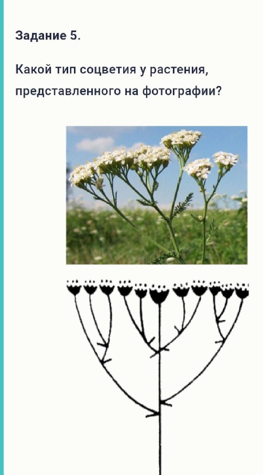 Соцветие кисть