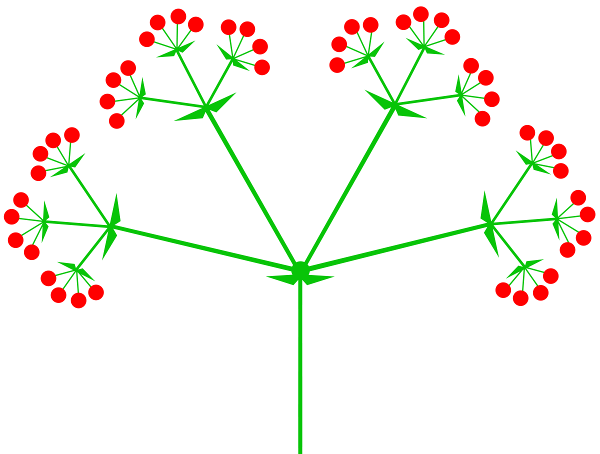 Схема соцветия простой щиток