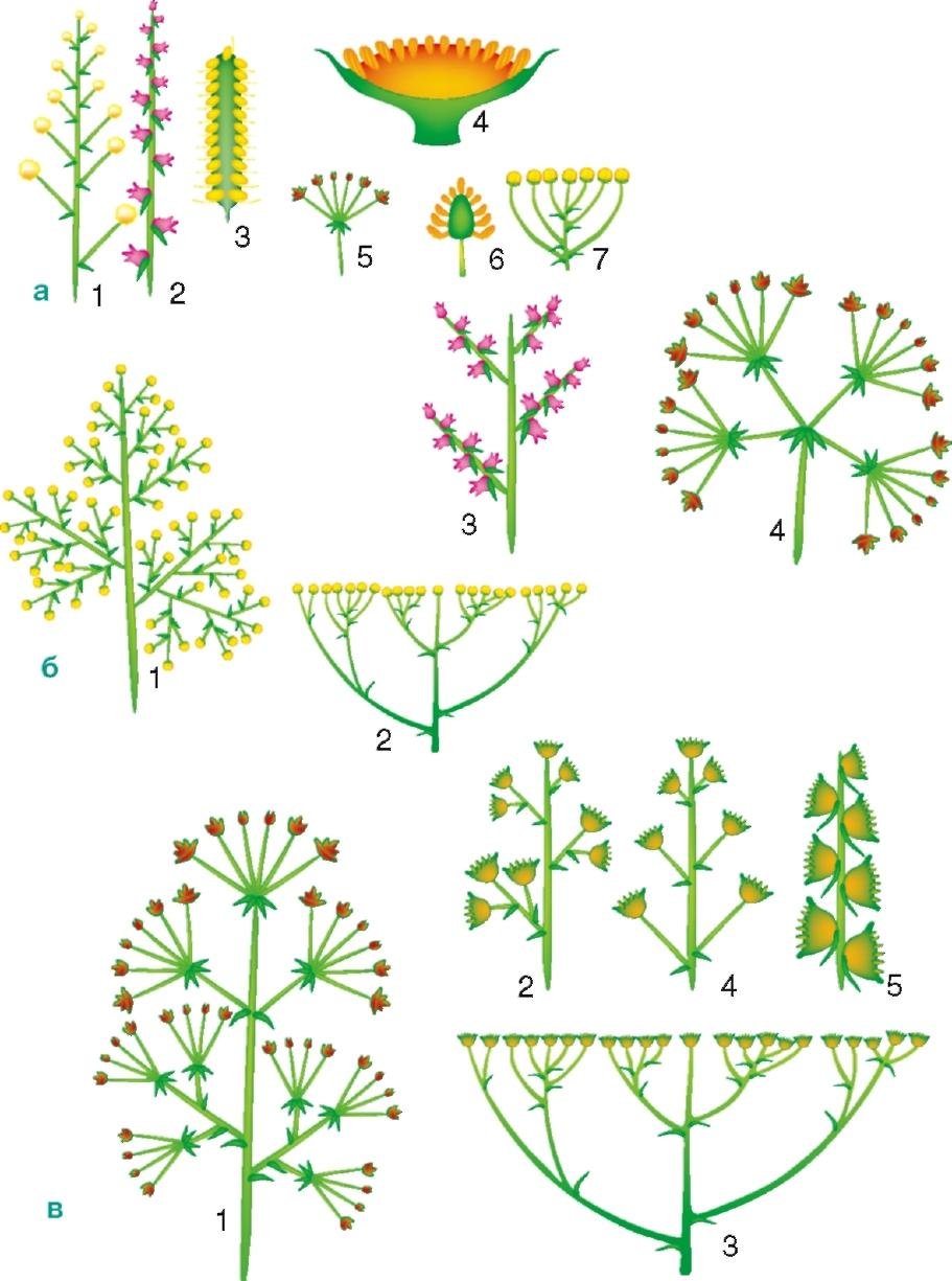 Растения с зонтичными соцветиями