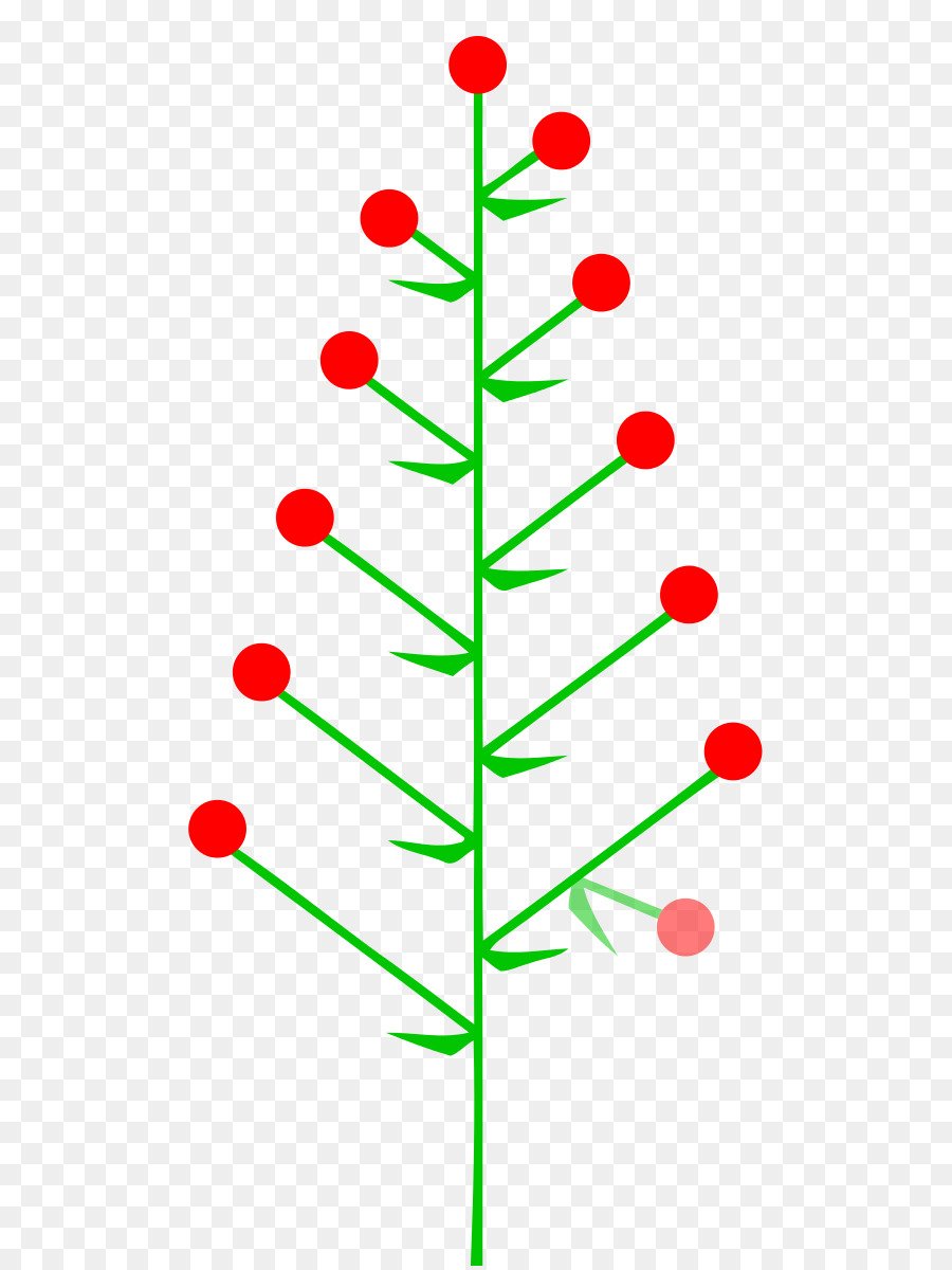 Звездчатка соцветие зонтик