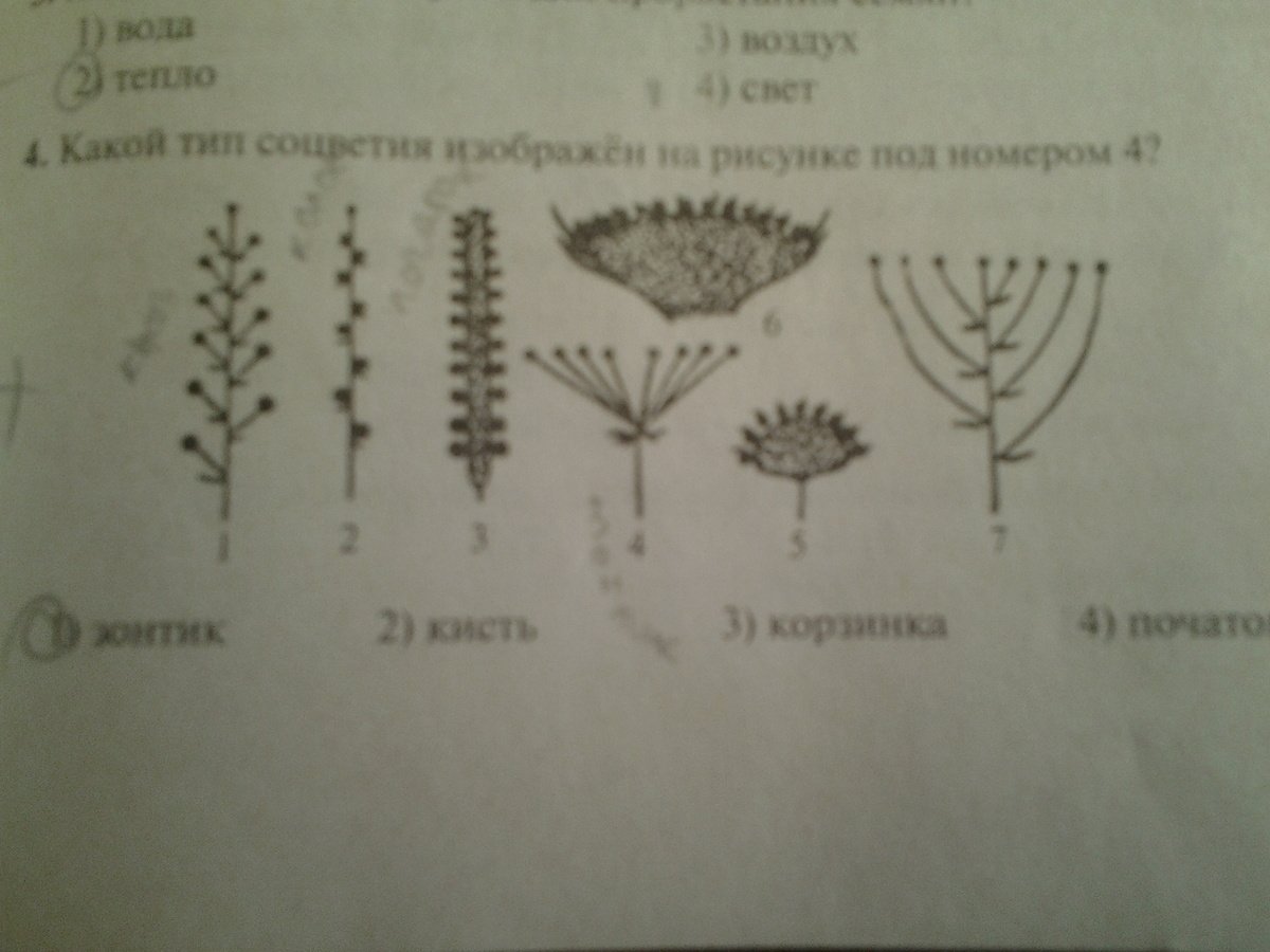 Шаровидные соцветия
