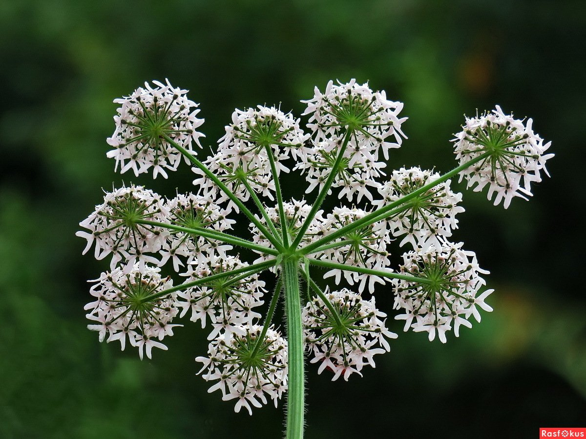 Соцветия картинки