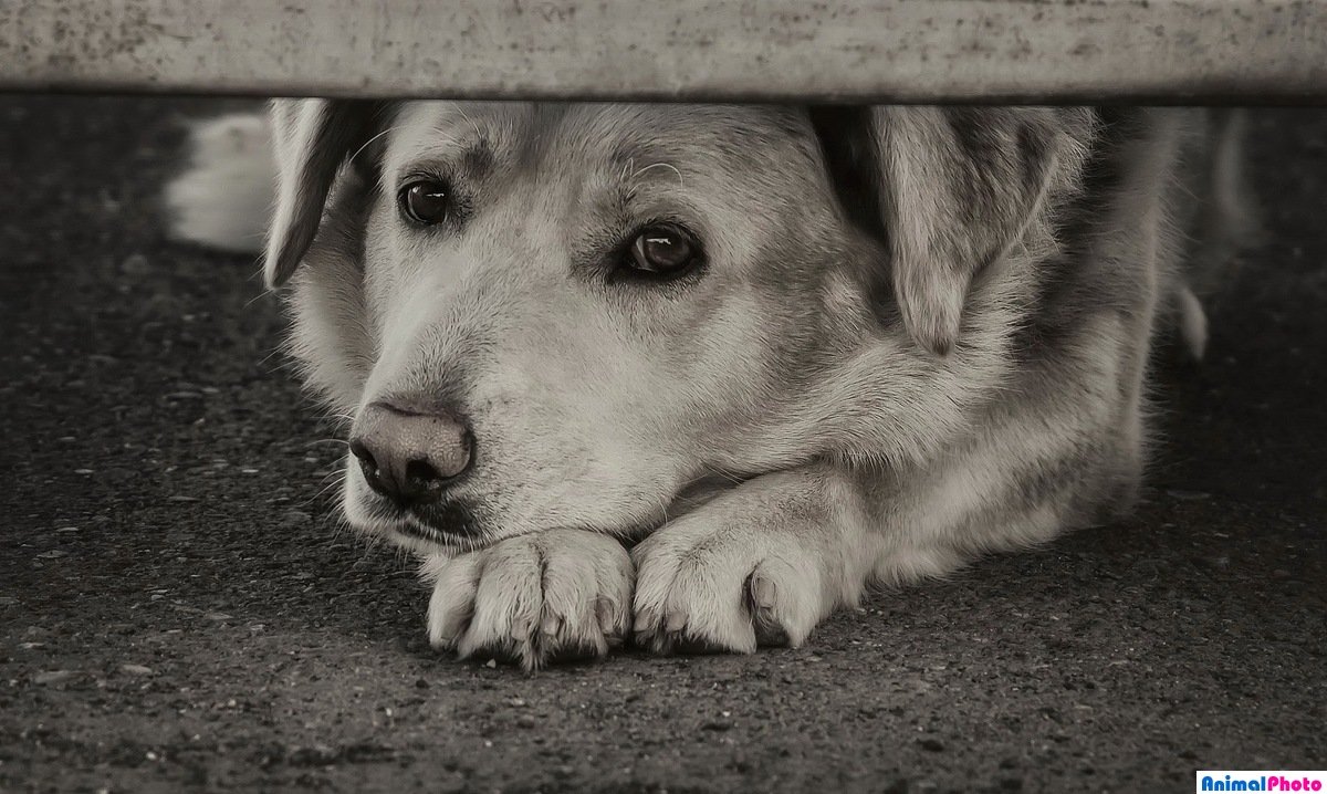 Собака грустит