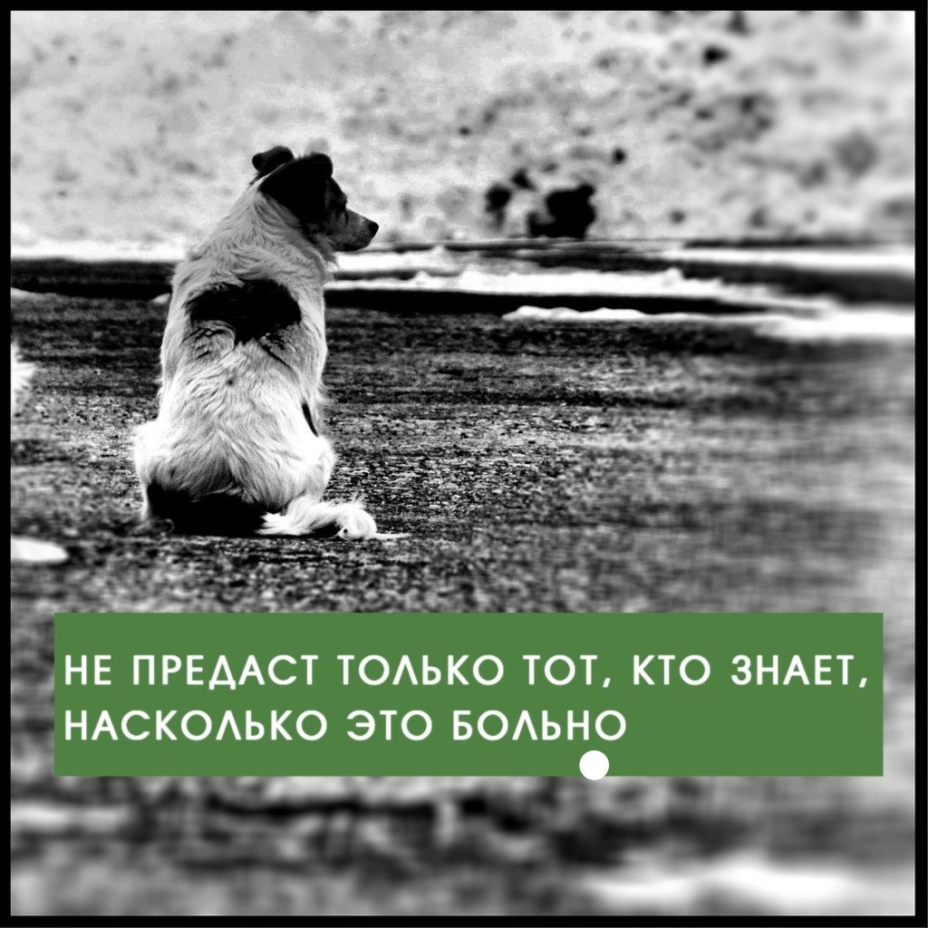 Афоризмы про любовь к животным