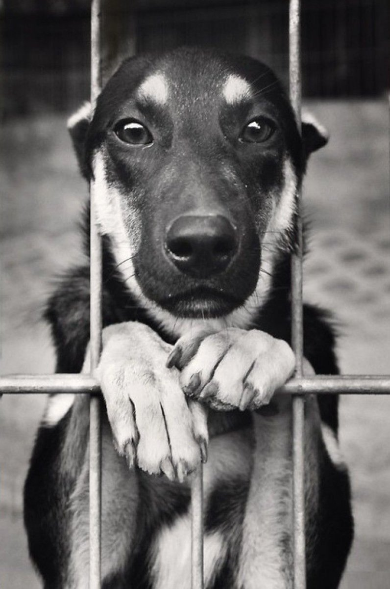 Цитаты о помощи животным