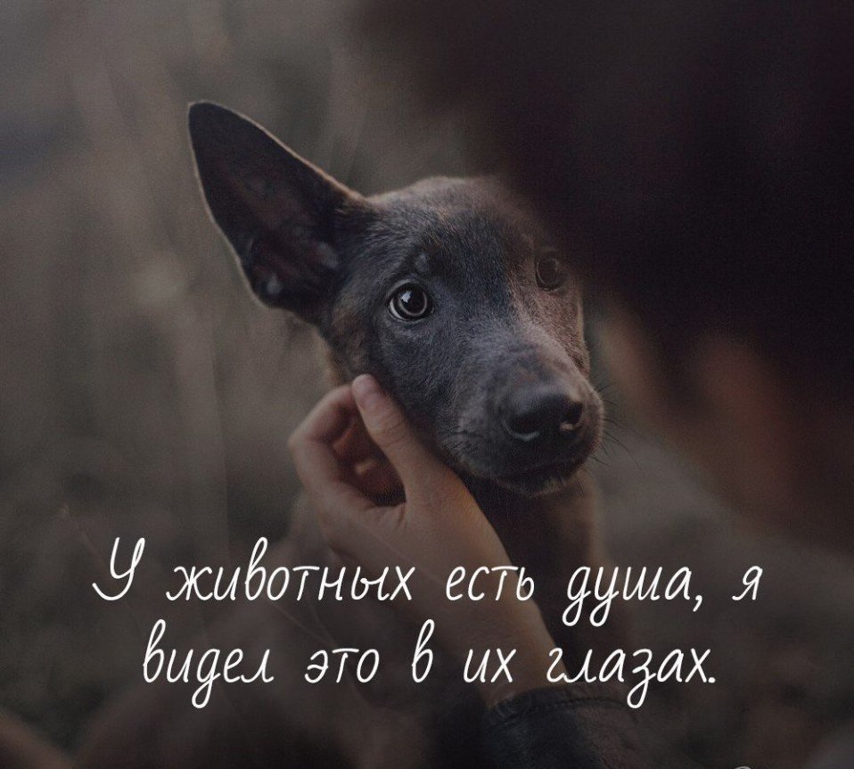 Цитаты про собак