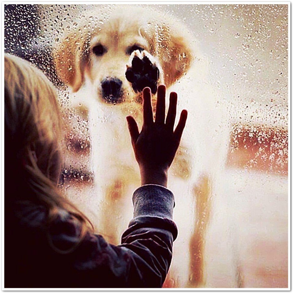 Собака Луша