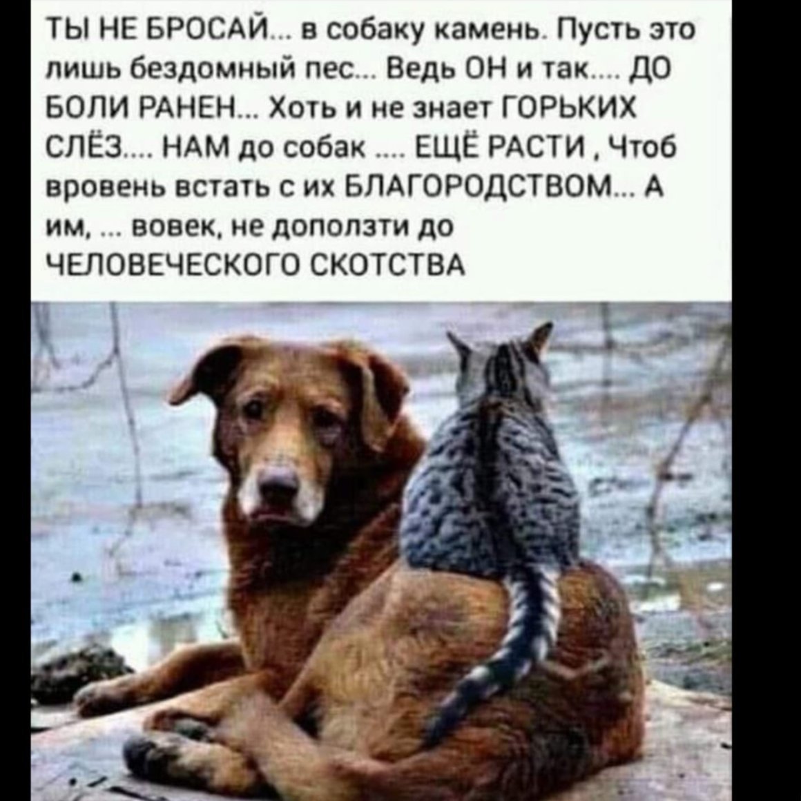 Цитаты про собак