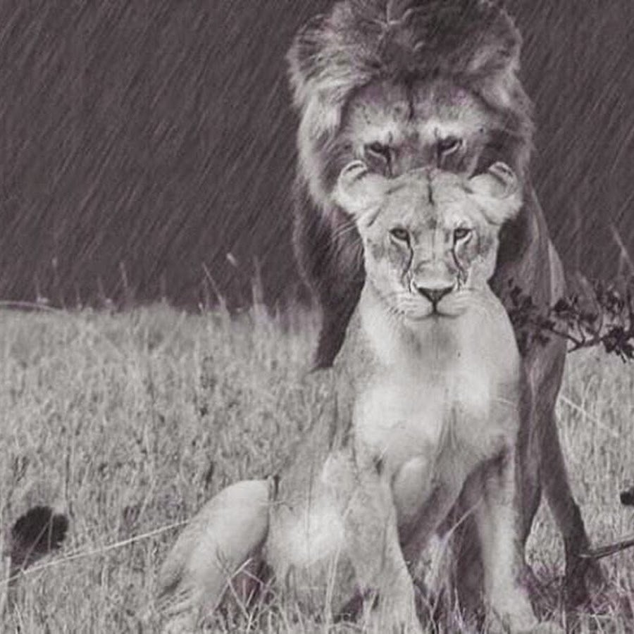 Лев за спиной львицы