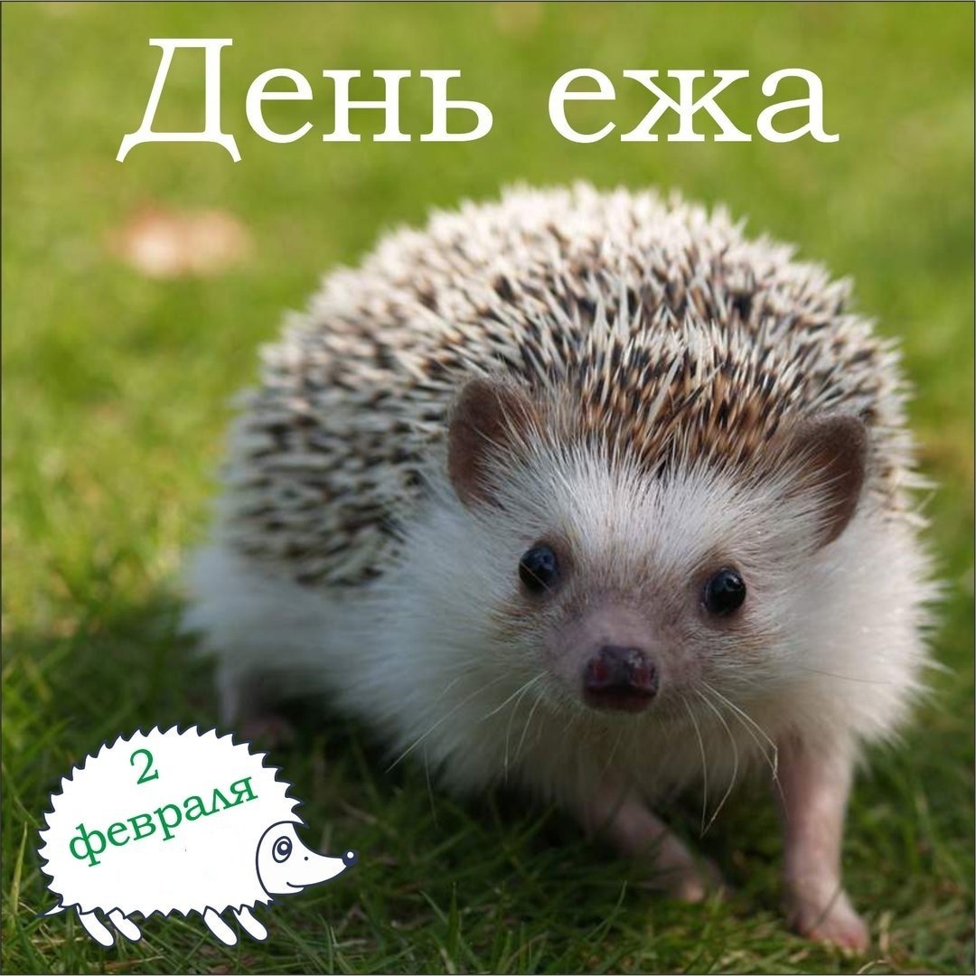 Ежик в тумане