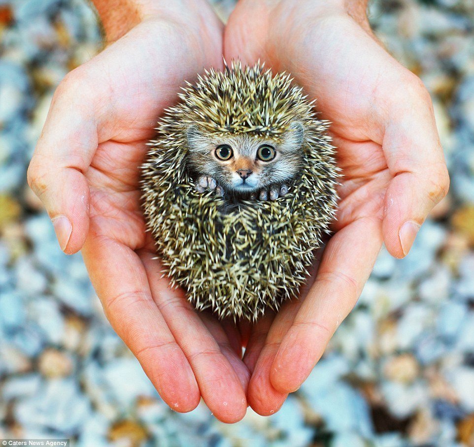 Ежик проснулся