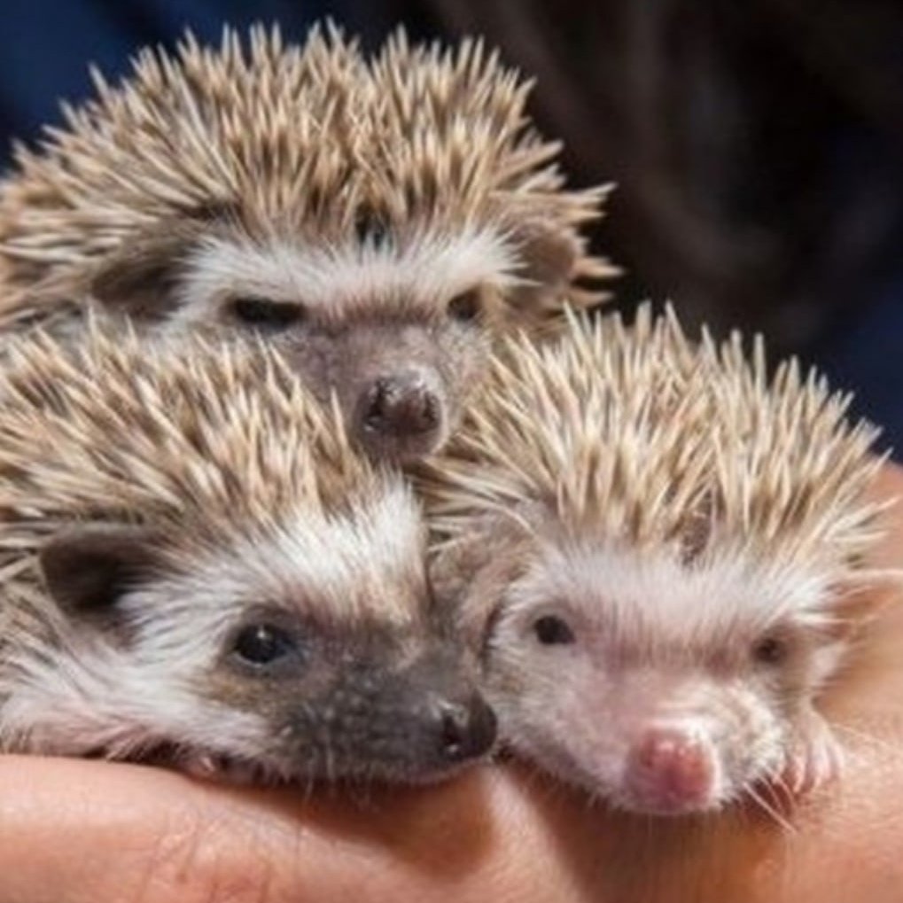 Плюсы и минусы ежика