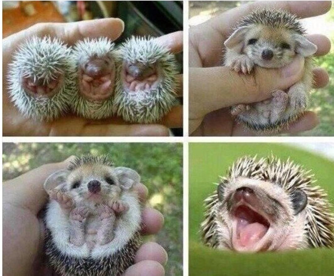 Еж с чемоданом