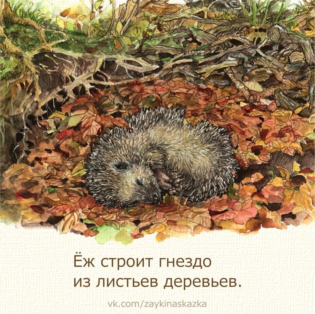 А вы знали такое о ежиках