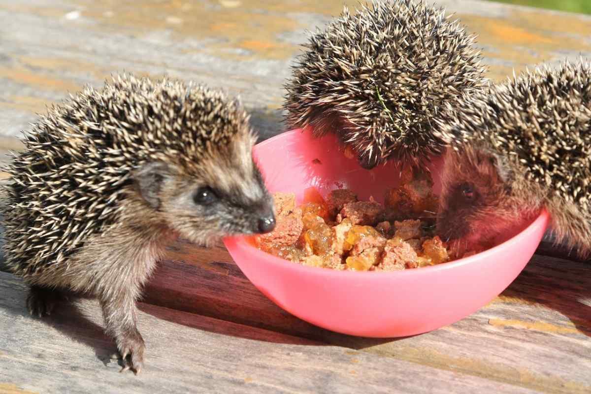 Ёжик с маленьким ежиком мультяшки