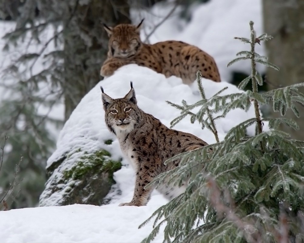Восточносибирский Лось