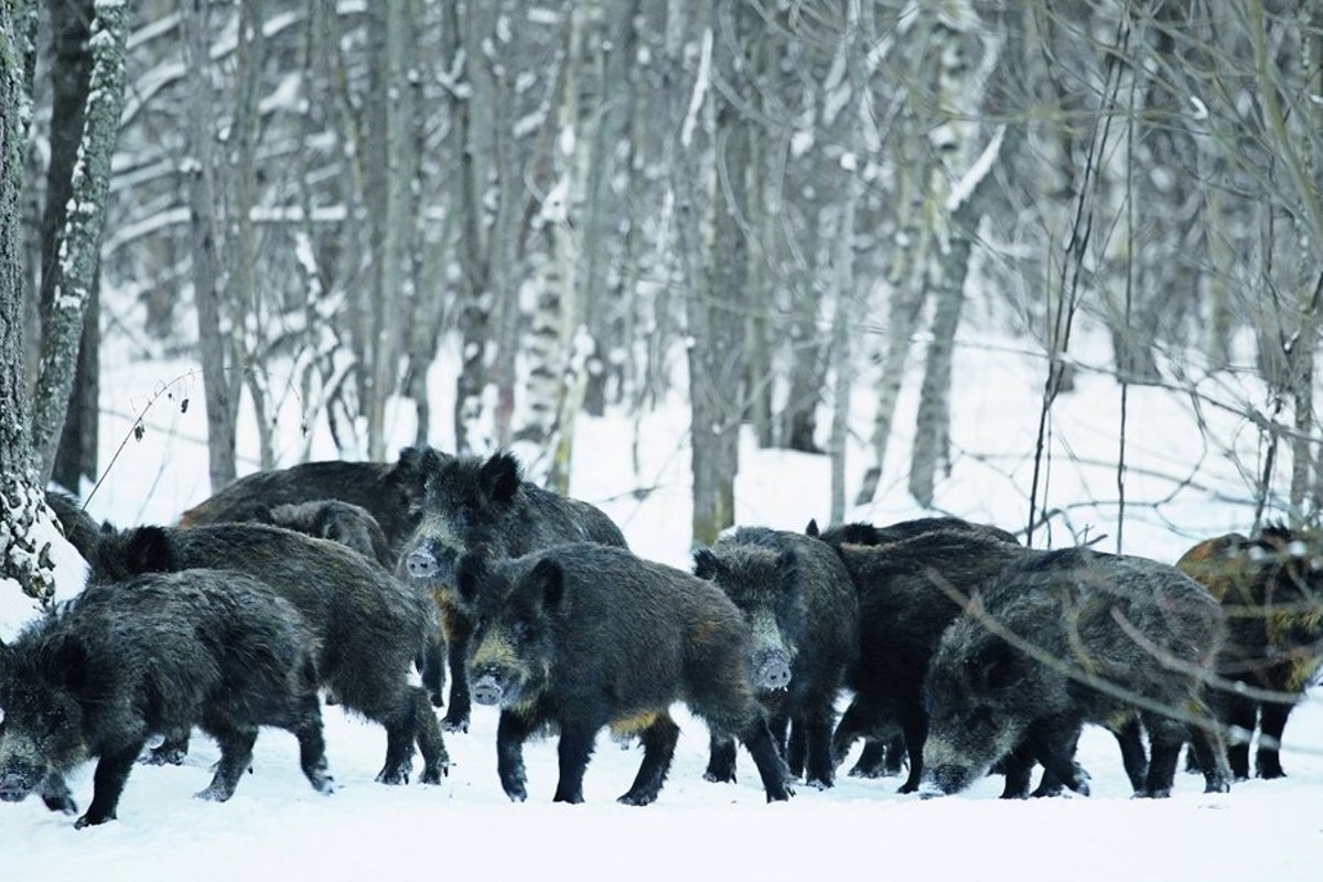 Лось зимой во Владимирской области