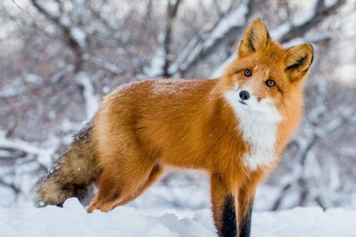 Лось в Удмуртии