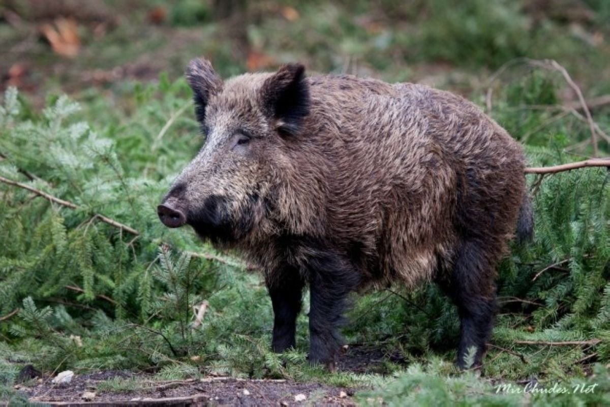 Природа заповедника