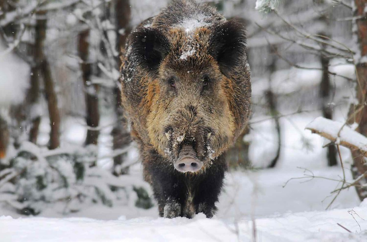 Дикие животные удмуртии картинки