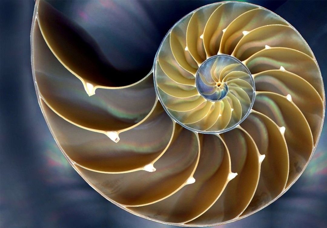 Раковина Наутилуса золотое сечение