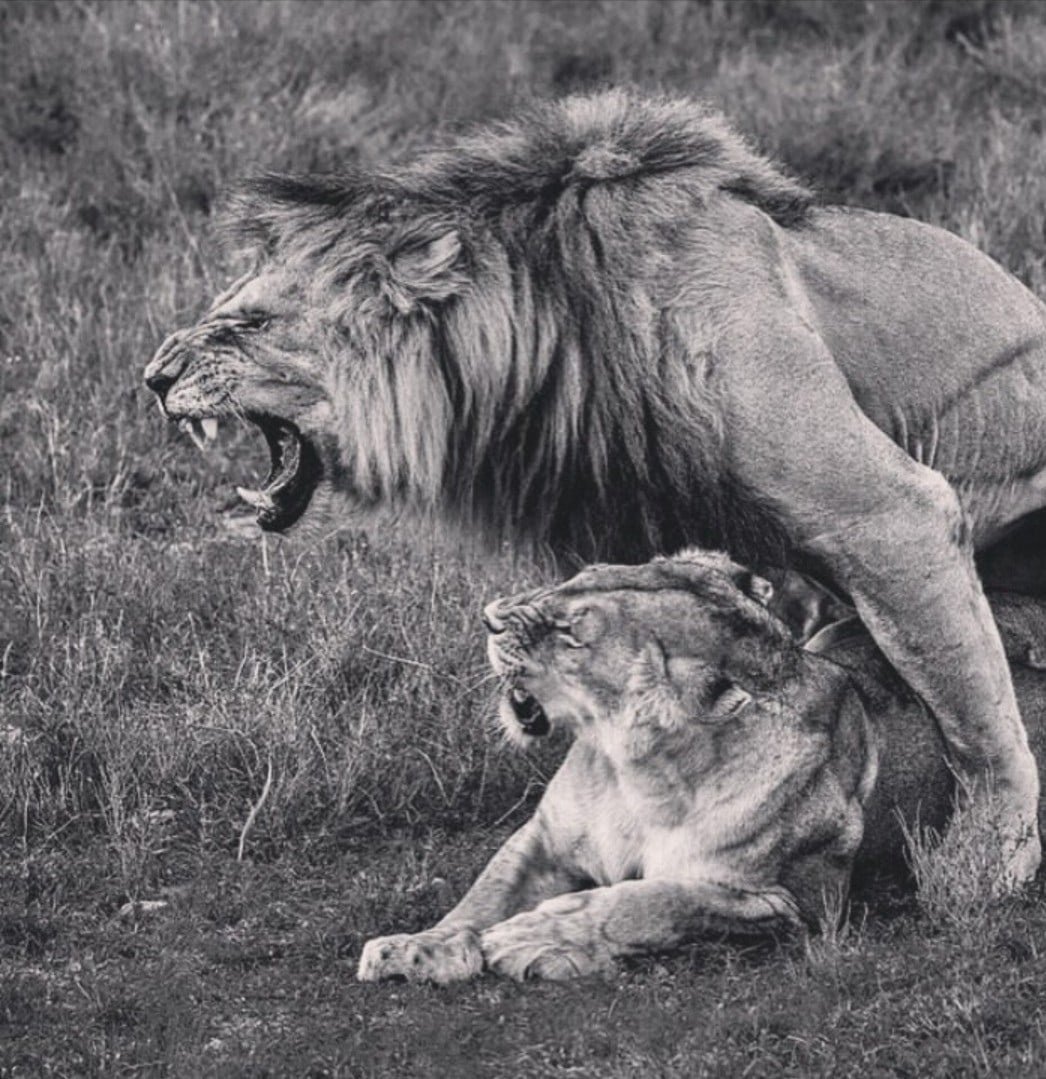 Влюбленный Лев больше не хищник