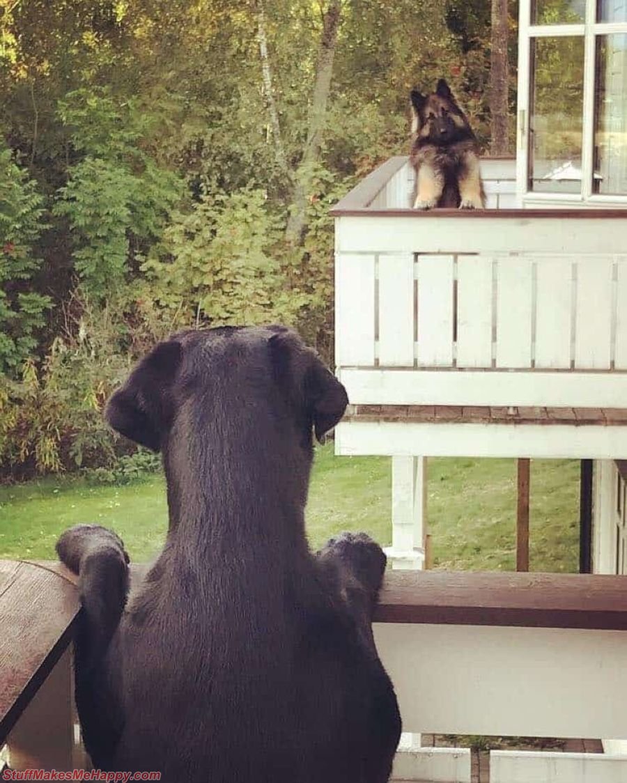 Прекрасный юмор