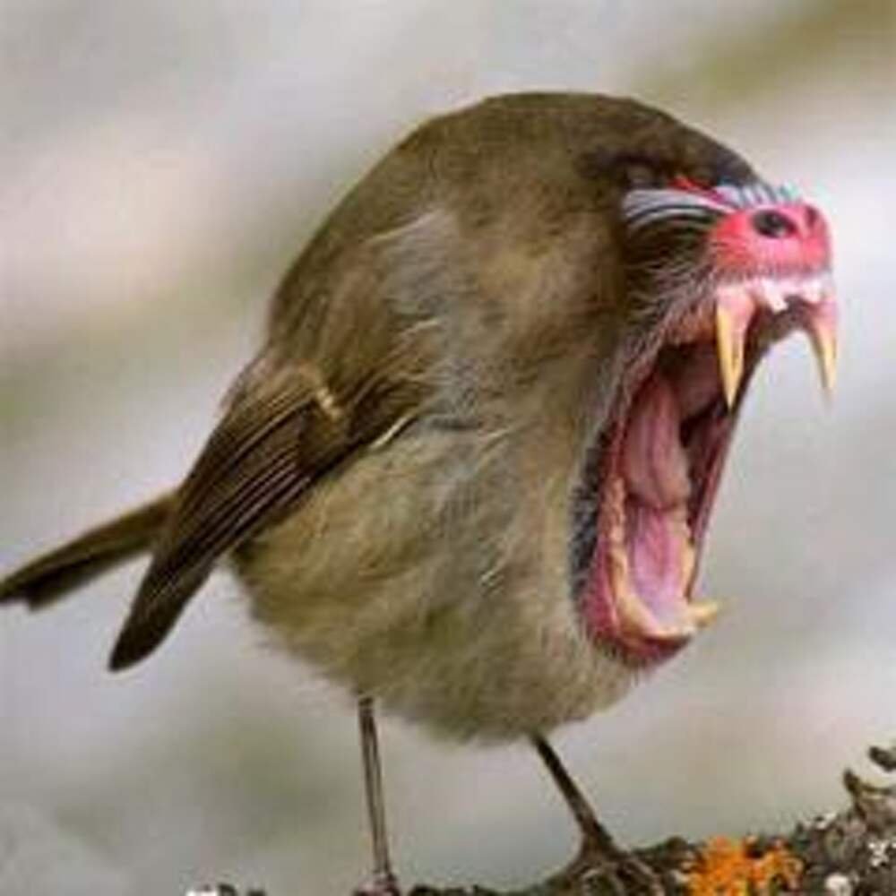 Комиксы про птиц